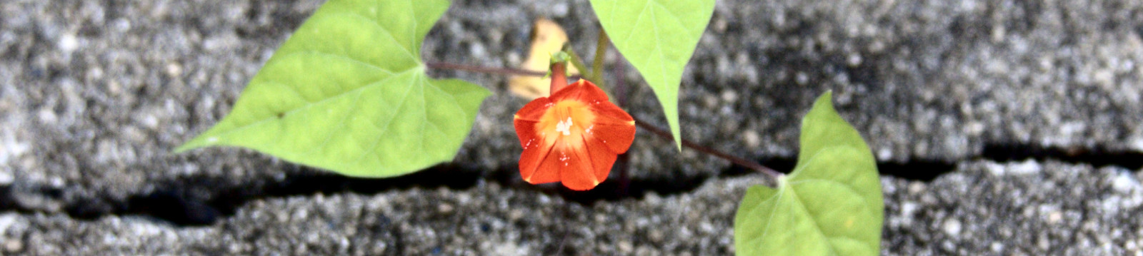 Flower growing in Asphalt